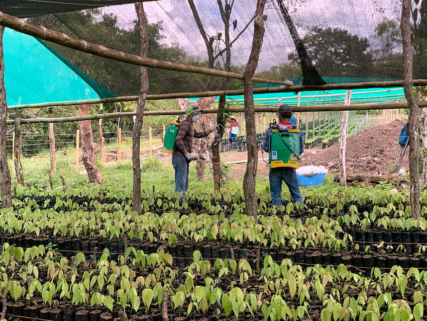 Siembra más que un árbol
